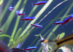 Seachem Stability aguas marinas acuario ayuda al equilibrio del sistema marino