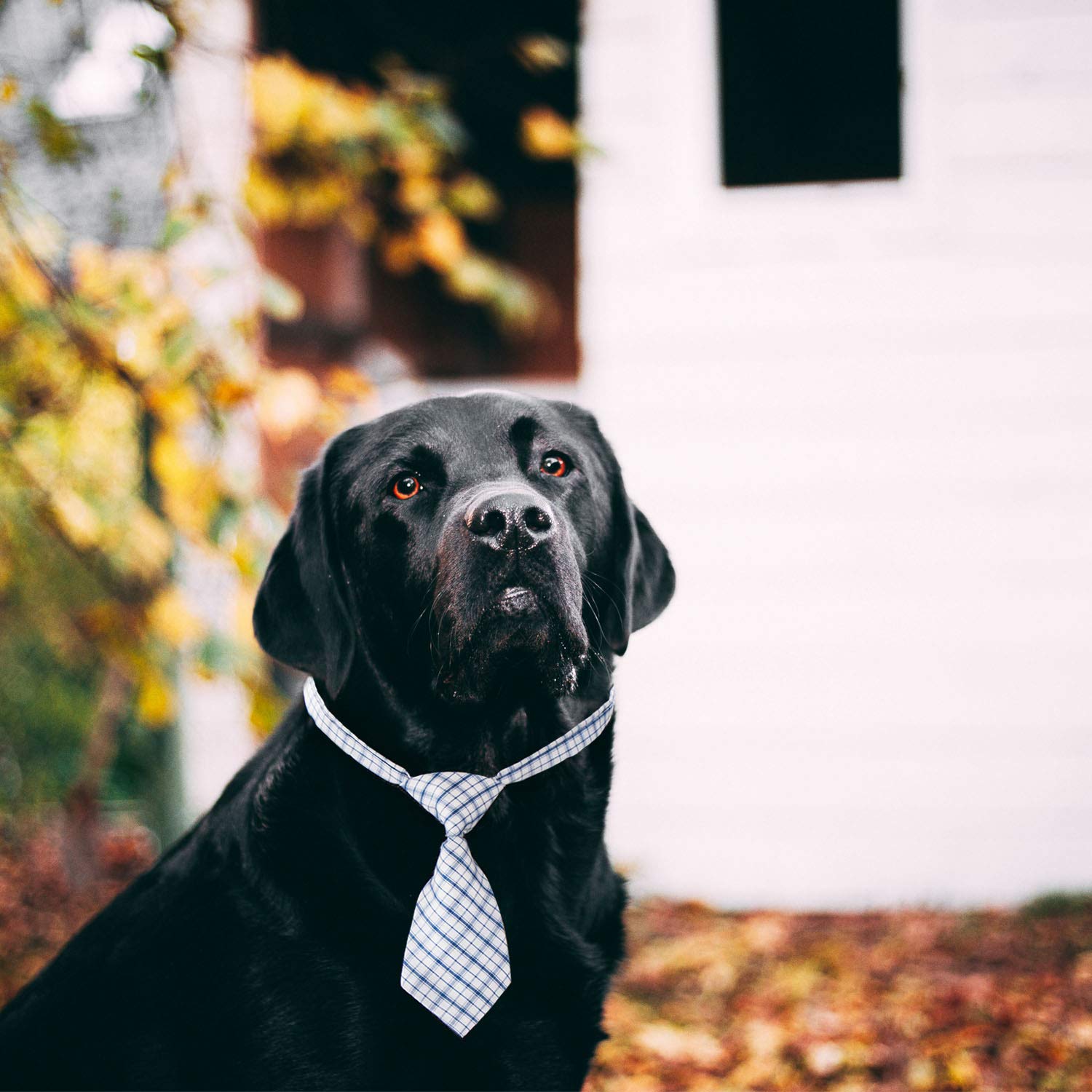 Segarty accesorios de fiesta para perros, perfecto para Navidad y bodas.
