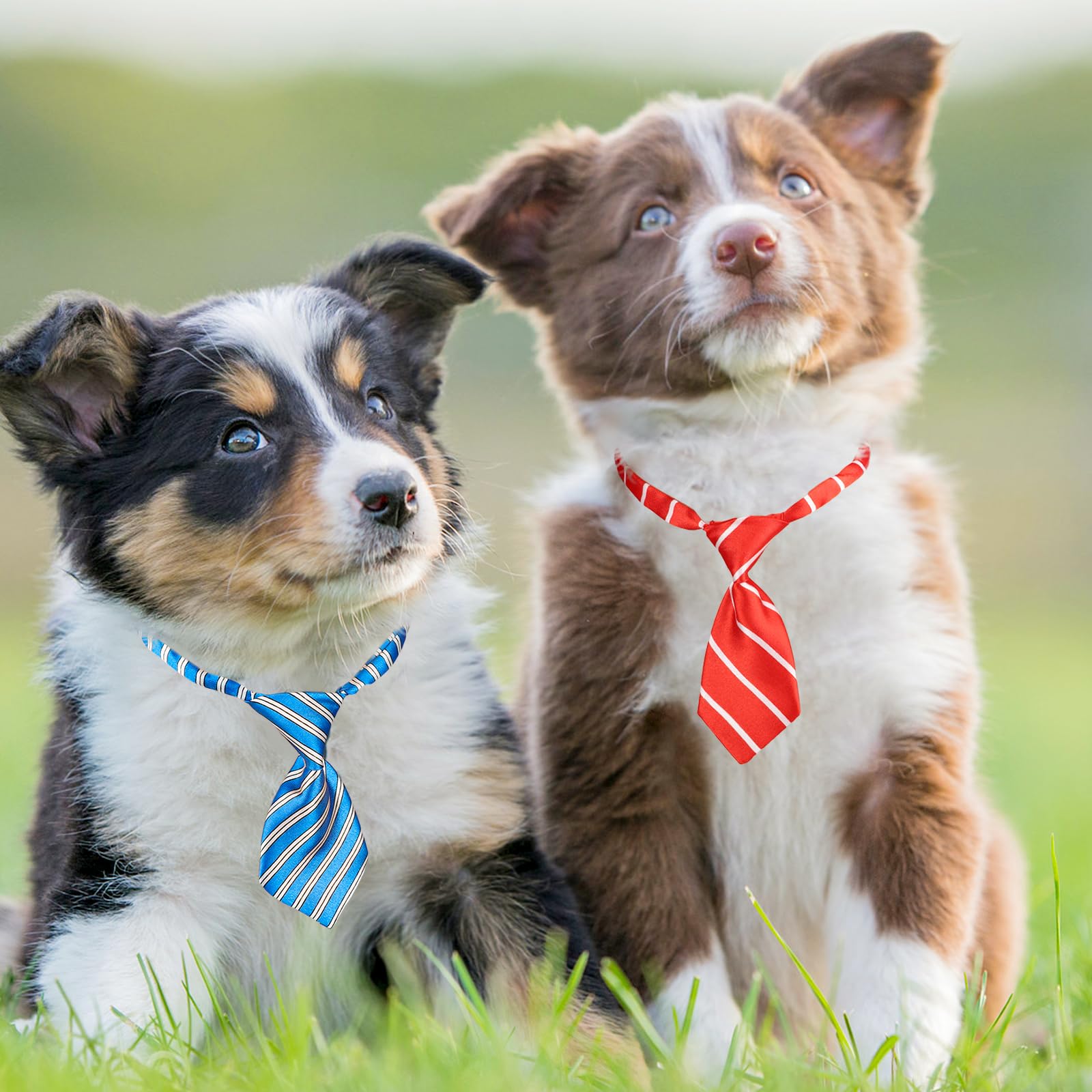 Segarty Lazos para perros: perfectos para sesiones de fotos y eventos.