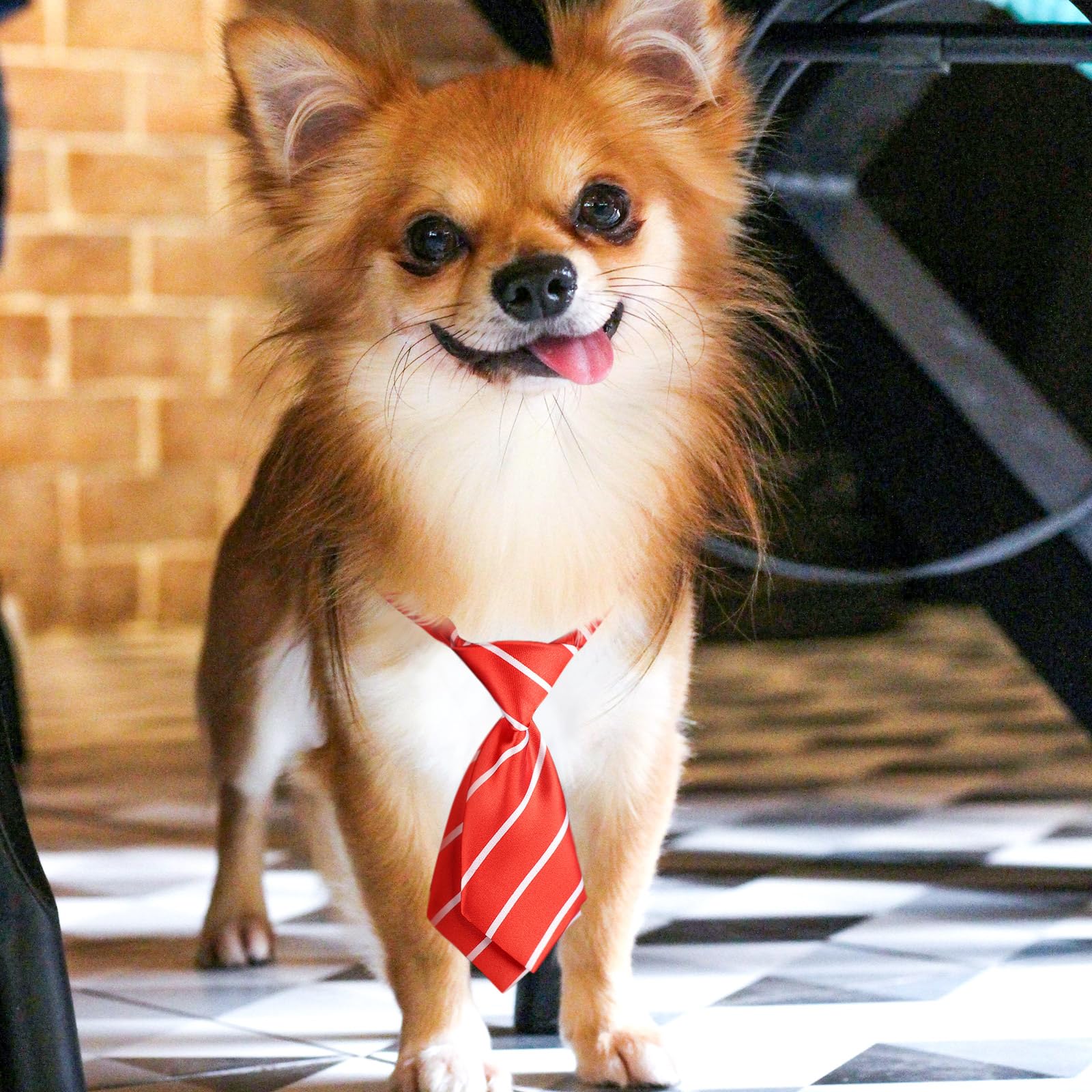 Segarty lazo-collar-perro para boda, realzando fotos.