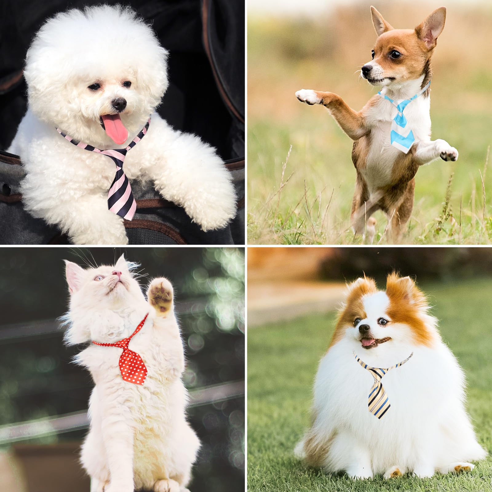 Lazo Segarty para perro pequeño con diseño puntos, perfecto para cumpleaños y celebraciones.