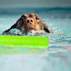 Segzwlor juguete flotante para perros: peso ergonómico facilita el lanzamiento.