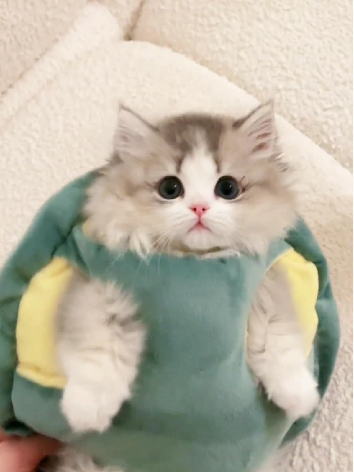 Estilo caparazón tortuga Selena para paseos con mascotas.