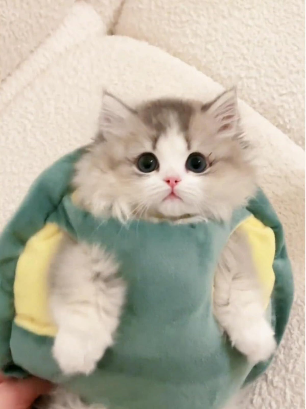 Estilo caparazón tortuga Selena para paseos con mascotas.