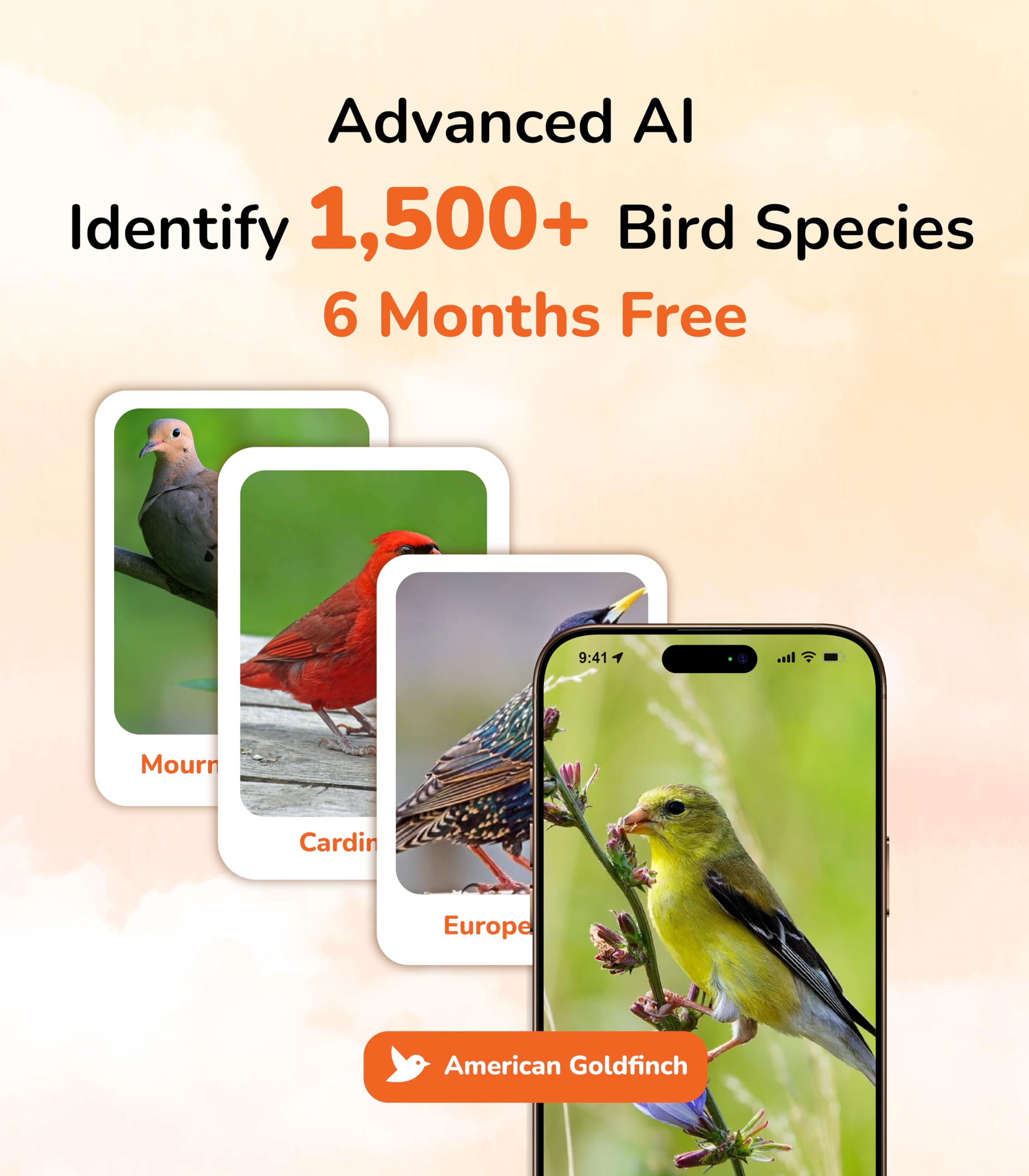 Sensforge vista en vivo 2,5K de aves al instante.