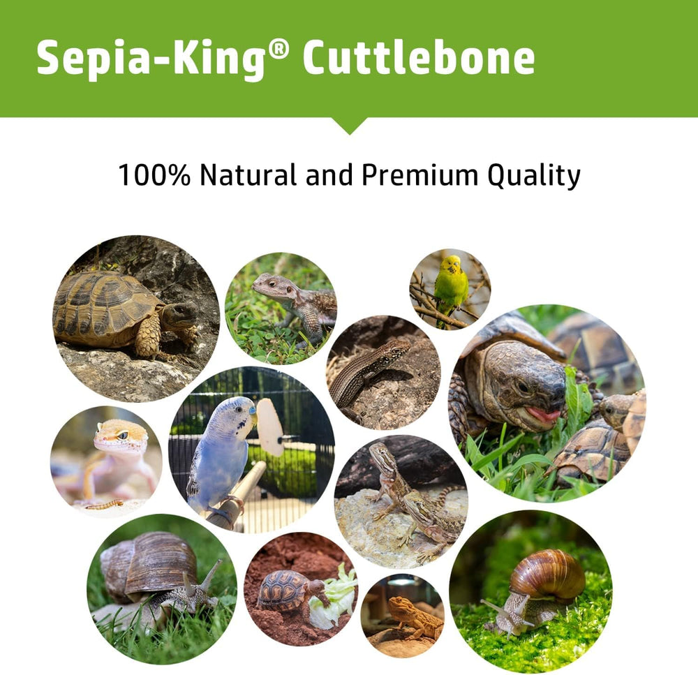 Sepia King hueso de sepia grande en uso, ideal para masticación