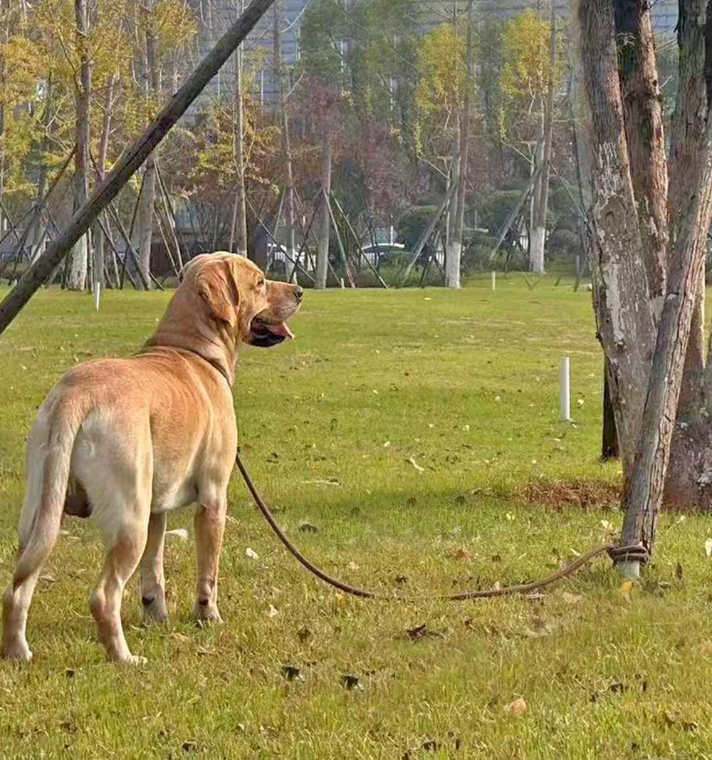 SEPXUFORE cuerda de amarre para perros de 30 pies, entrenamiento y exploración al aire libre.