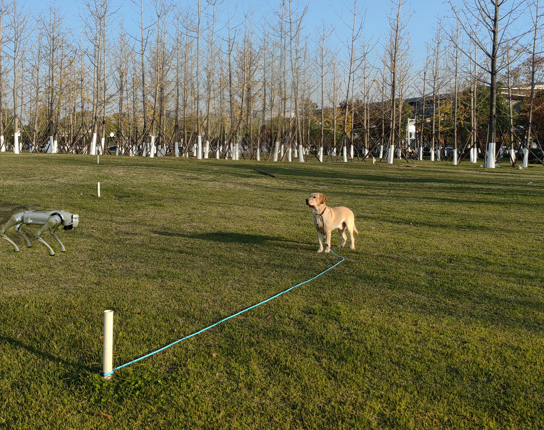 SEPXUFORE cuerda de amarre para perros de 35 pies, tacto suave y manejo cómodo.