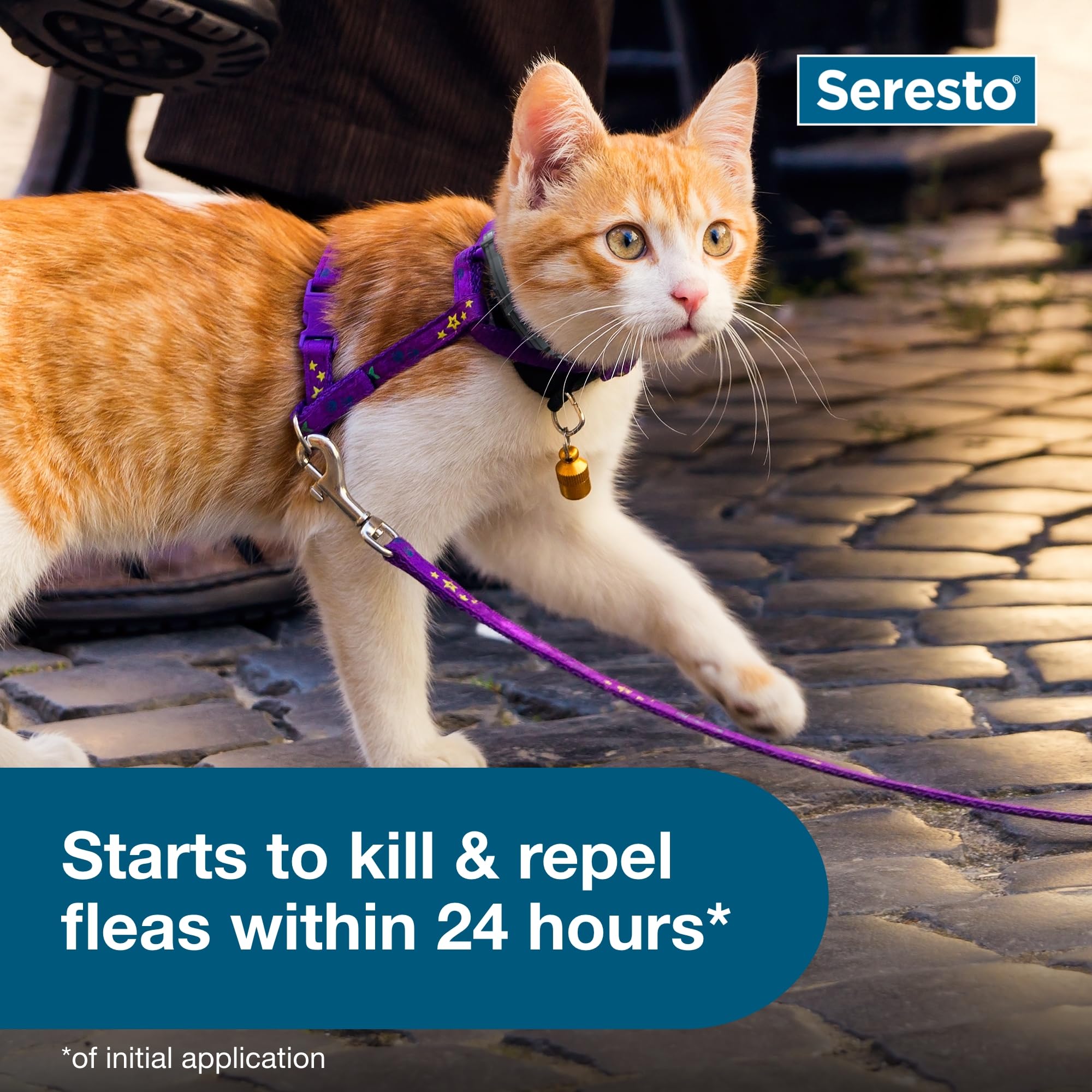 Seresto para interiores y exteriores, ideal para felinos curiosos.