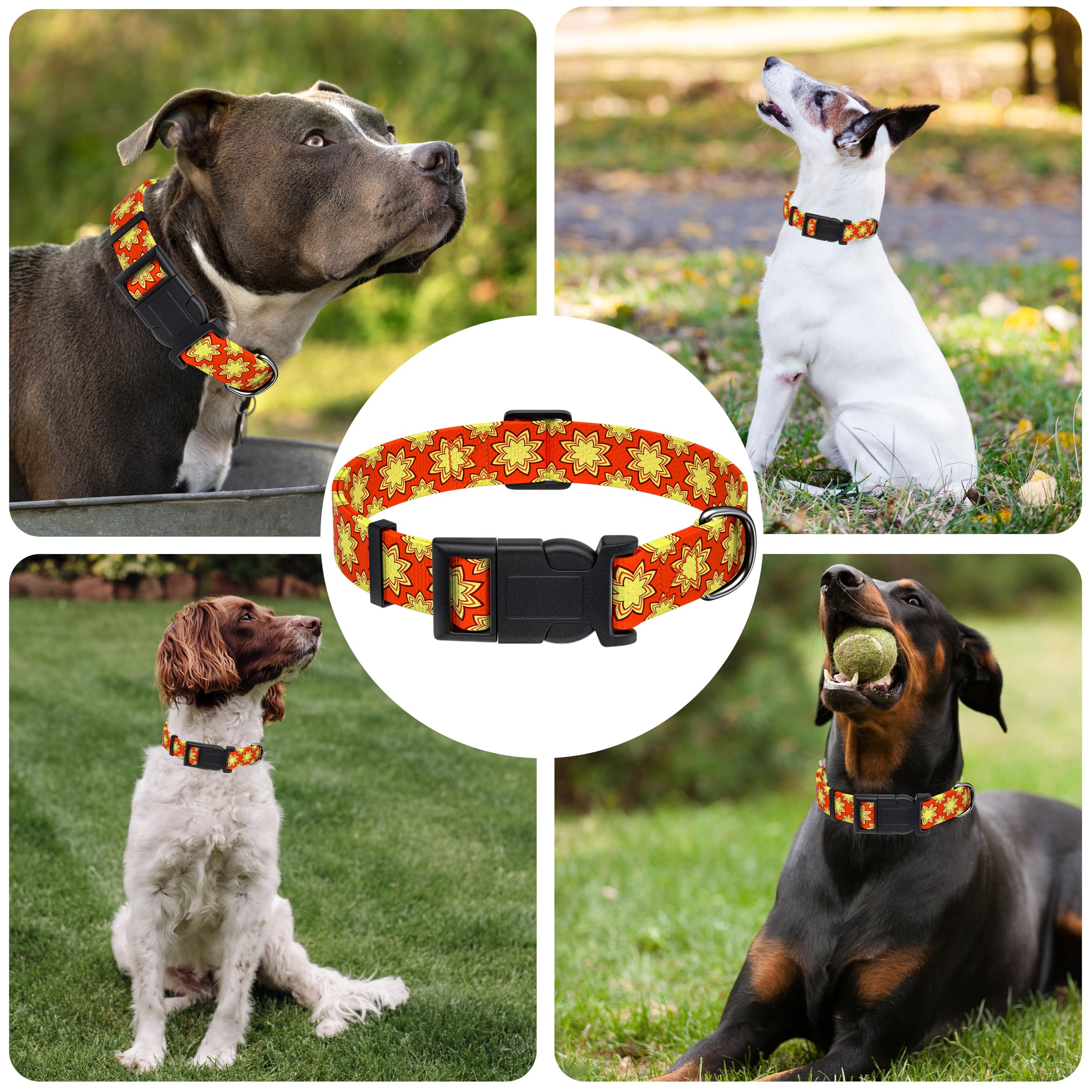 Collar Seyezo de confort para uso diario en perros de todas las tallas.