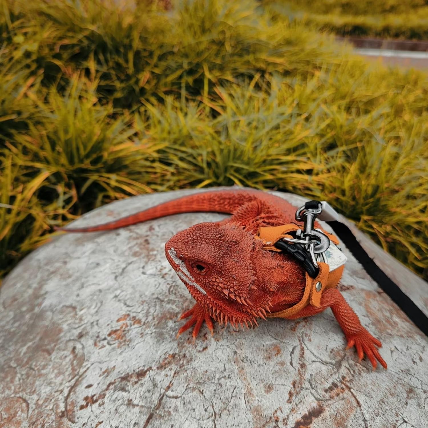 Diseño multiespecies para mascotas pequeñas como roedores y lagartos.