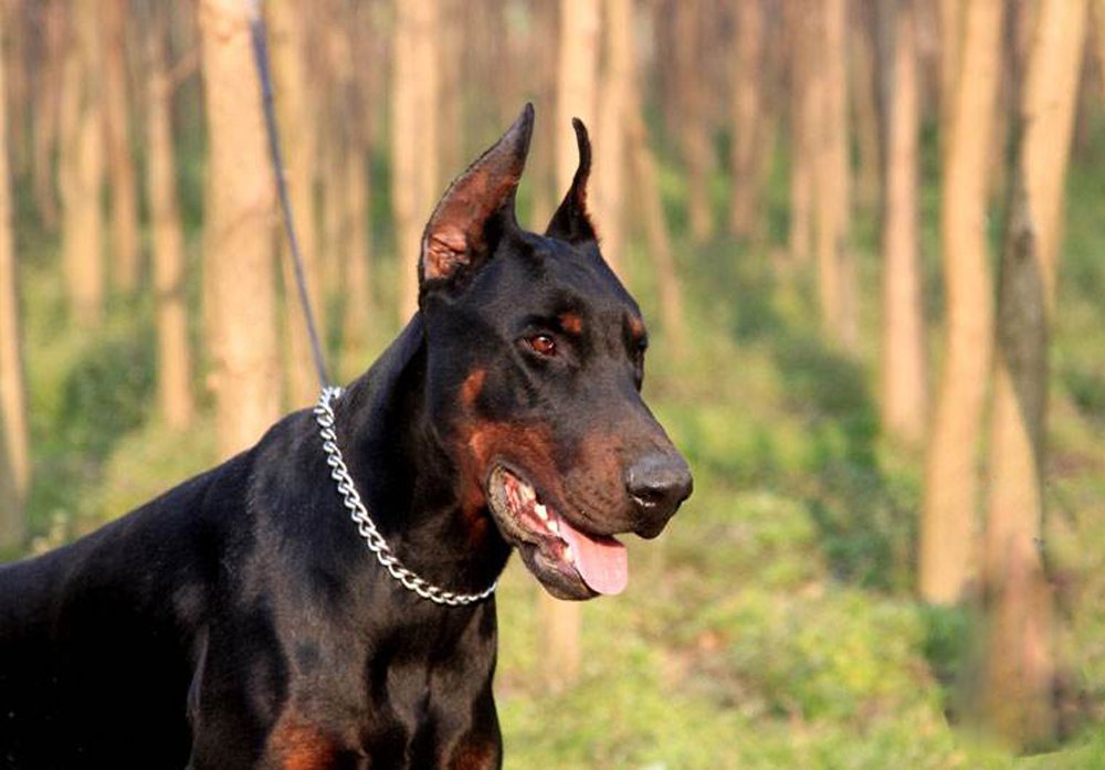 SGODA collar entrenamiento para razas como pitbull y pastor aleman, enfoque en control seguro.