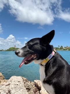 Cierre rápido de Shaka's Salty Paws collar amarillo, uso sencillo con una mano.