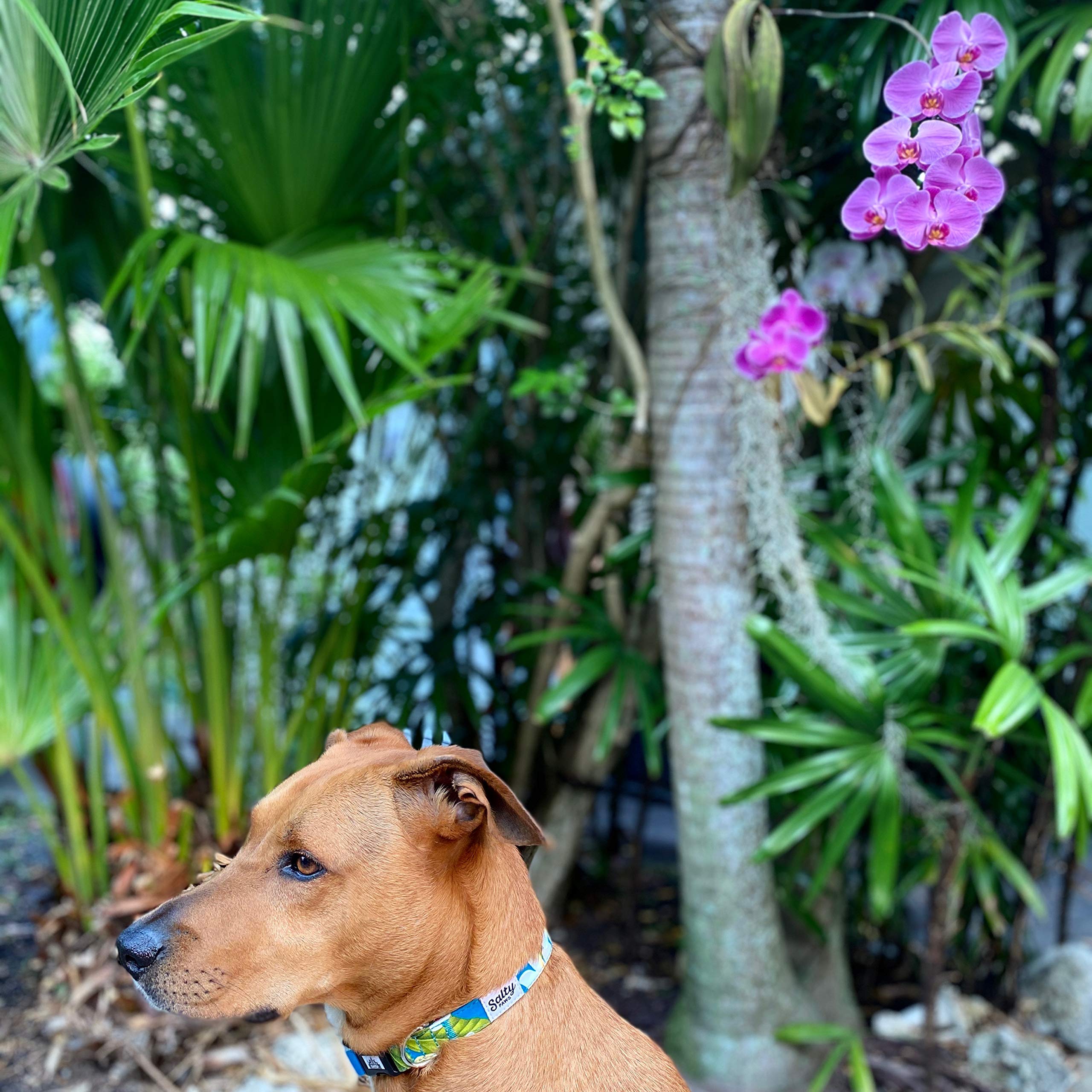 Collar sostenible de Shaka's Salty Paws, hecho con tela reciclada para uso consciente.