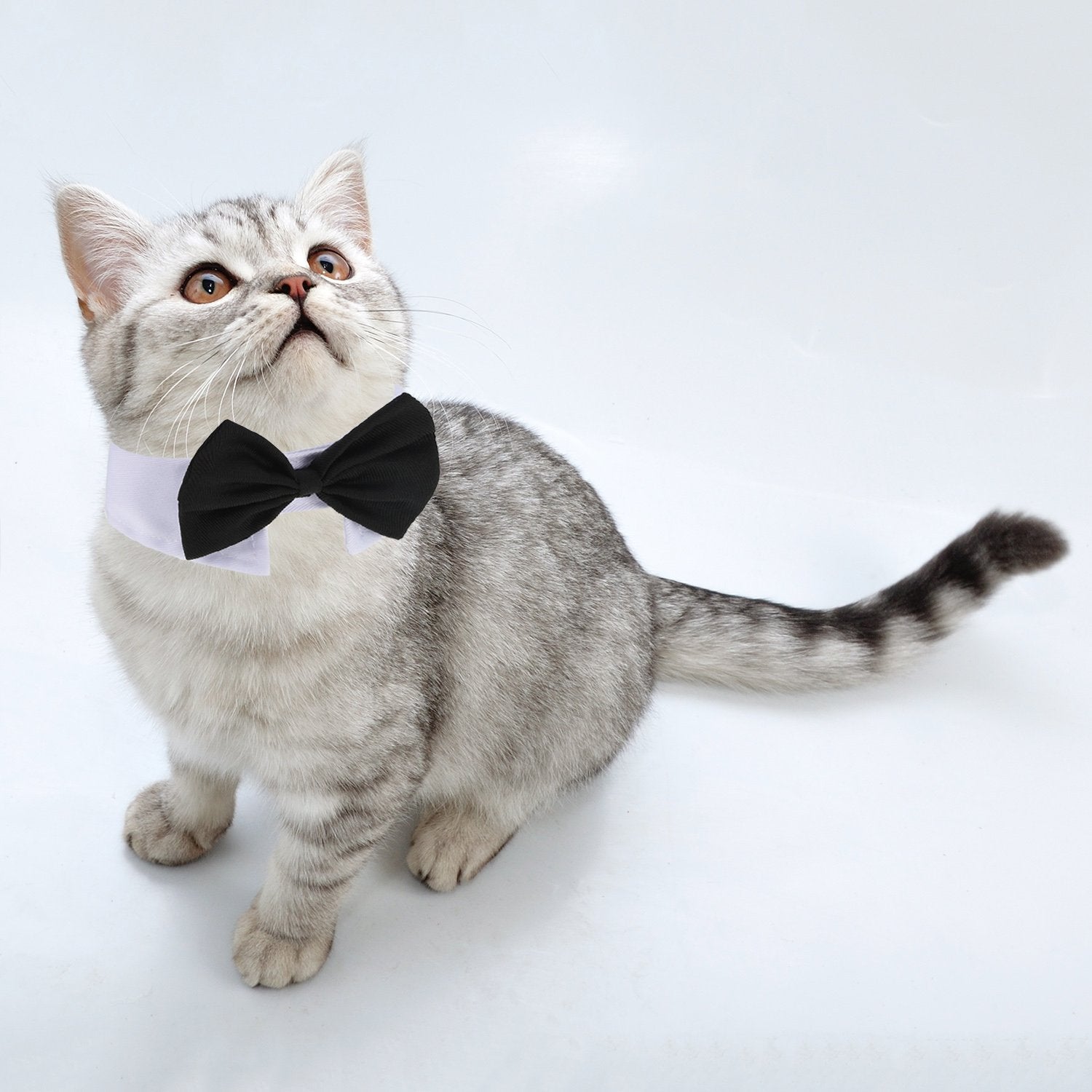 Shappy corbatín para mascotas en día de aseo