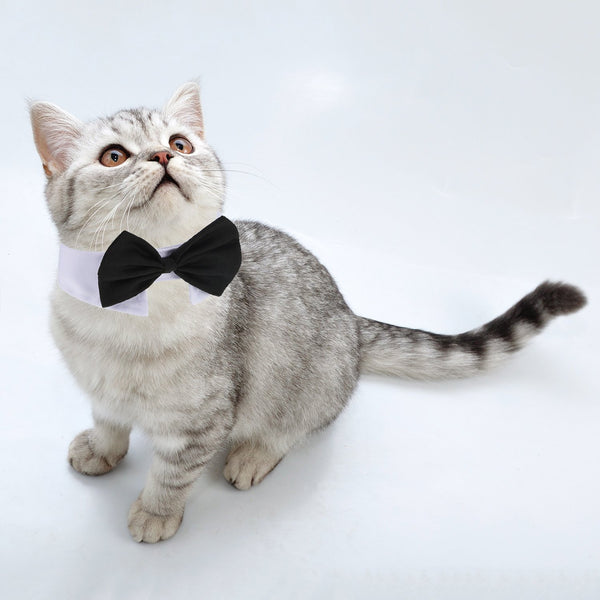 Shappy corbatín para mascotas en día de aseo