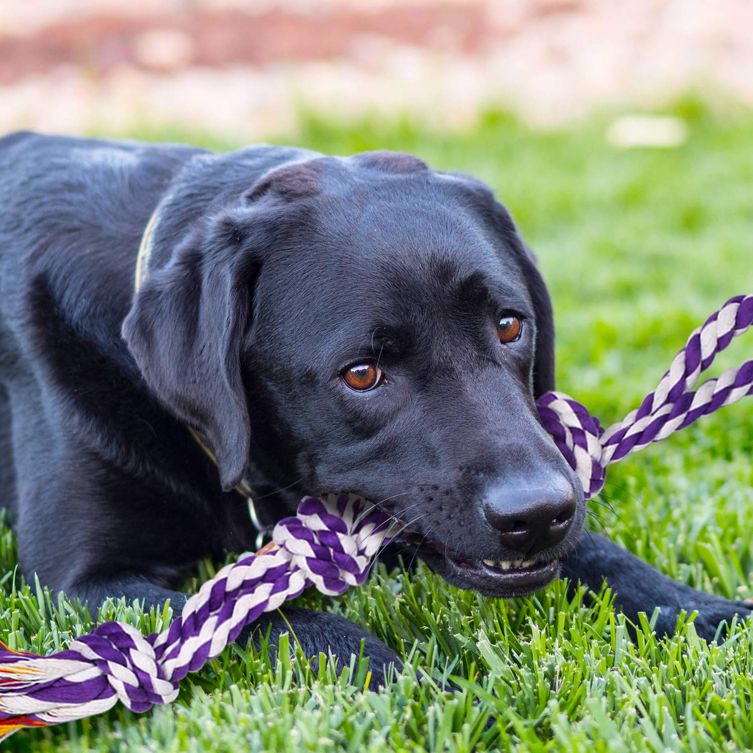 SHARLOVY juguete cuerda dental para cachorros, limpieza suave.