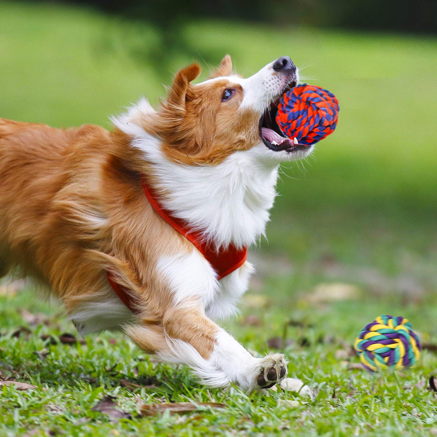 SHARLOVY juguete entretenimiento para perro grande, juego prolongado.