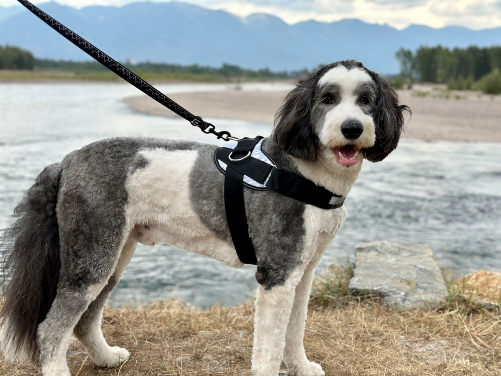 SHAWNCO Harness con ajuste total para tallas pequeñas a grandes