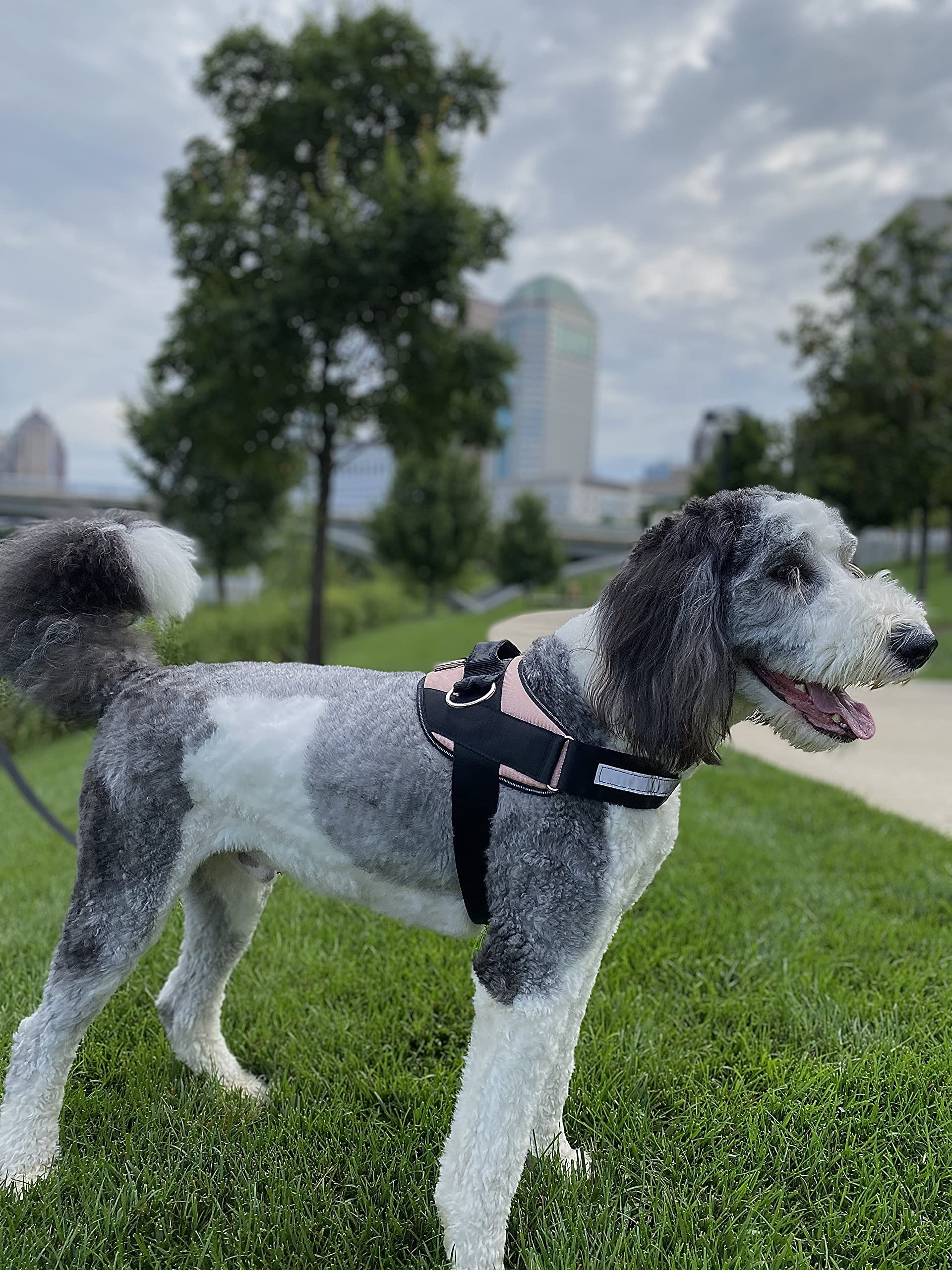 ShawnCo arnés para perro sin tirones, ideal para paseos diarios.
