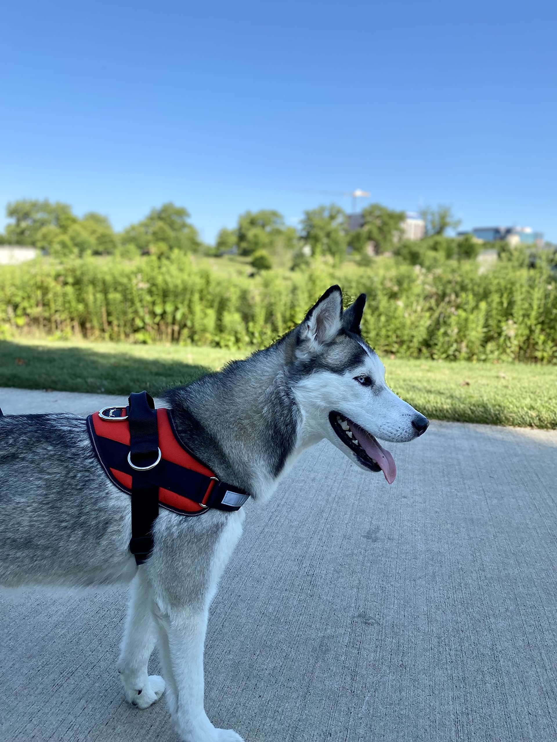 ShawnCo Essential Harness ideal para uso diario y caminatas al aire libre.