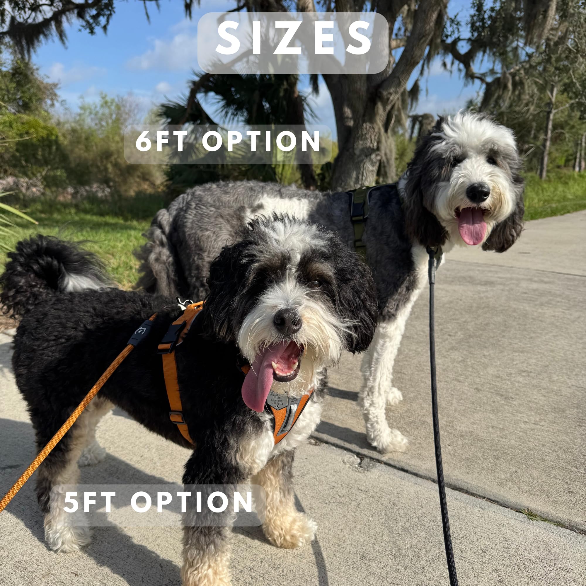 ShawnCo Basecamp longitud de seis pies: libertad con control para perros medianos y grandes
