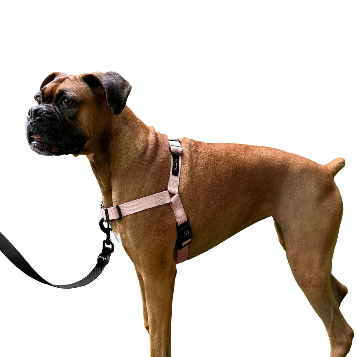 Arnés ShawnCo para perros, vista frontal, control suave en paseos.