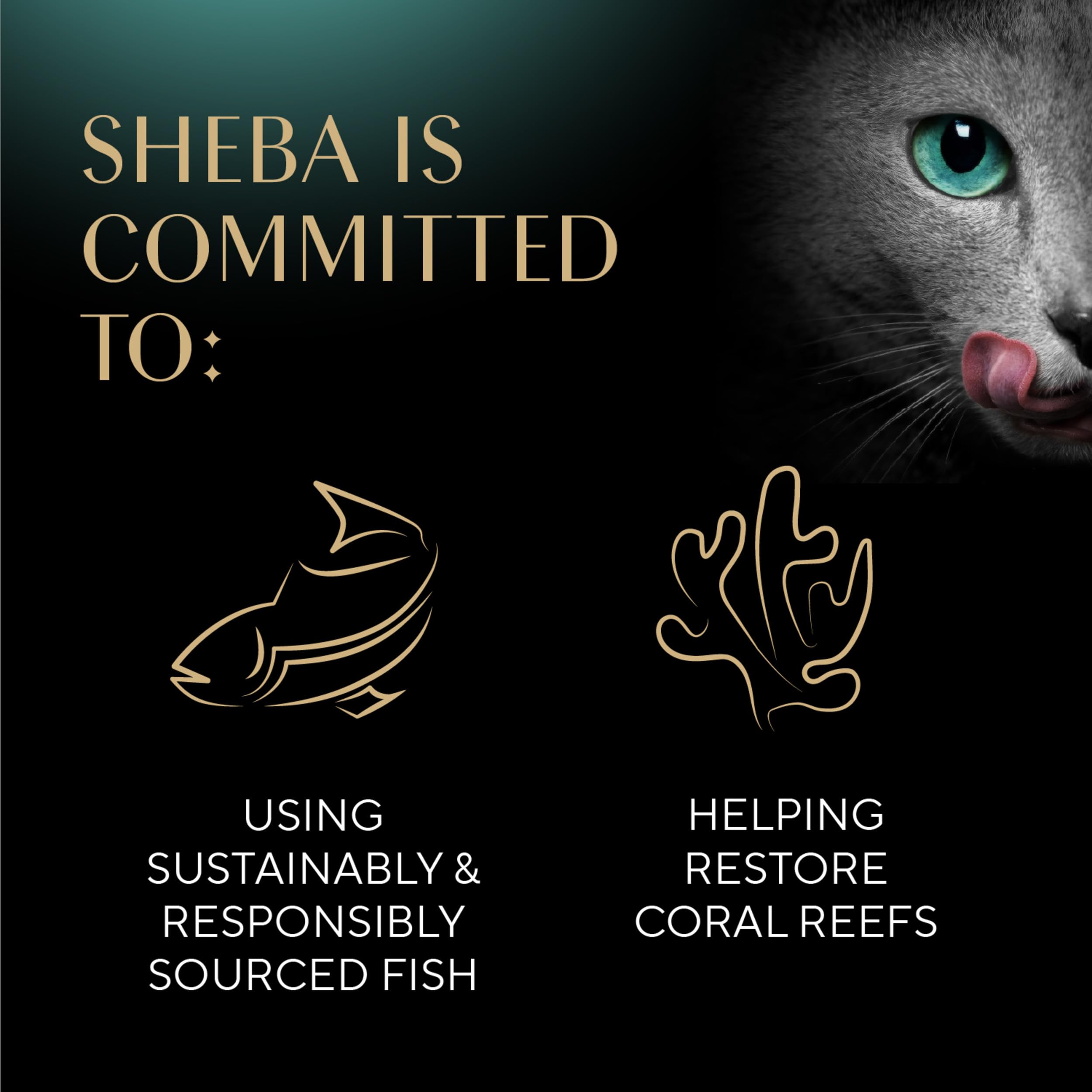 Nutrientes clave en Sheba para la alimentación diaria de gatos