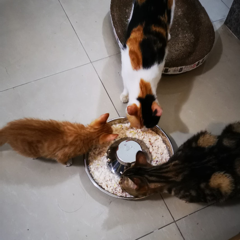 Cuenco Sheldamy para cachorros apto lavavajillas, limpieza rápida