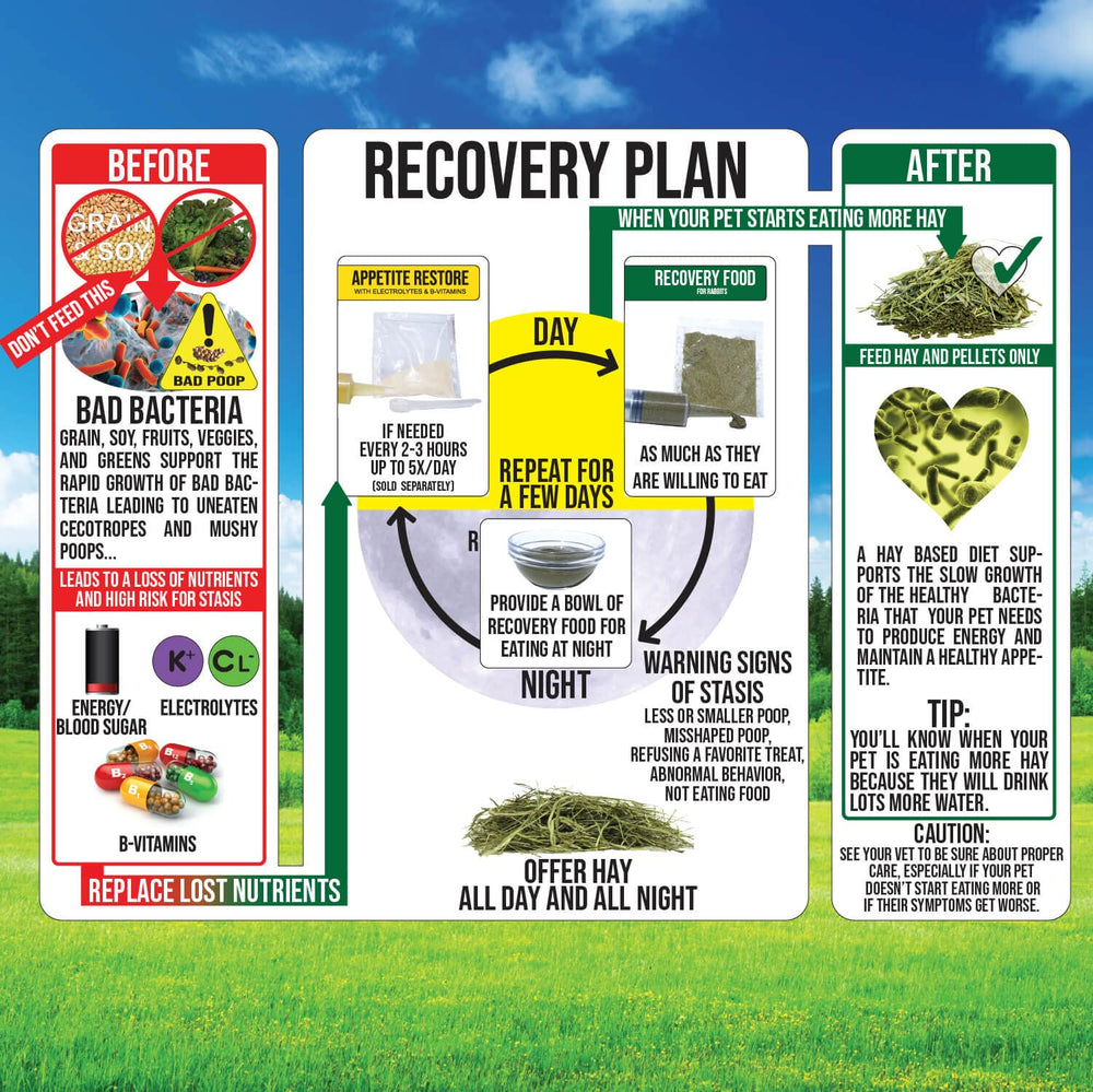 Timothy Recovery Food para cobaya, porciones de 10 g listos para administrar