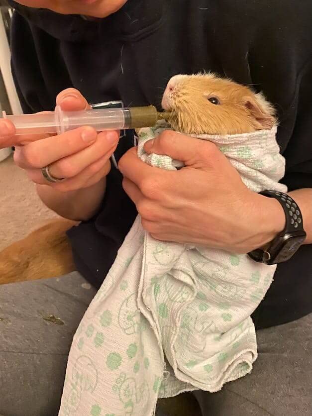 Uso práctico en casa del kit Sherwood Pet Health para emergencias con cobaya