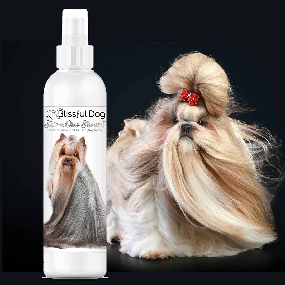 Aplicación Shine-On en el pelo de un perro para facilitar el peinado.