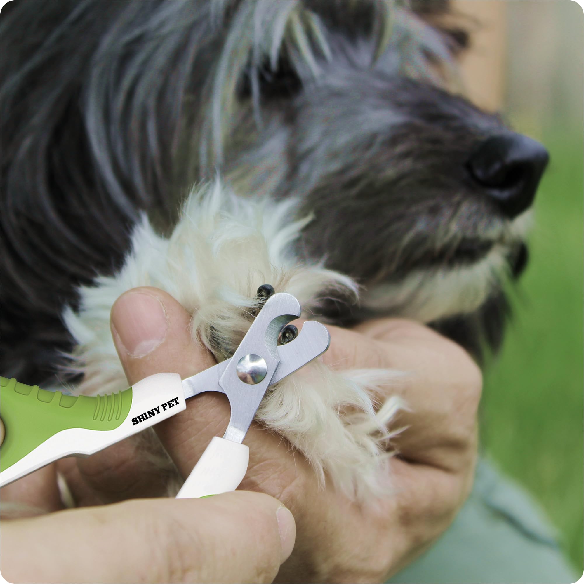 SHINY PET guía de grooming en formato eBook para principiantes