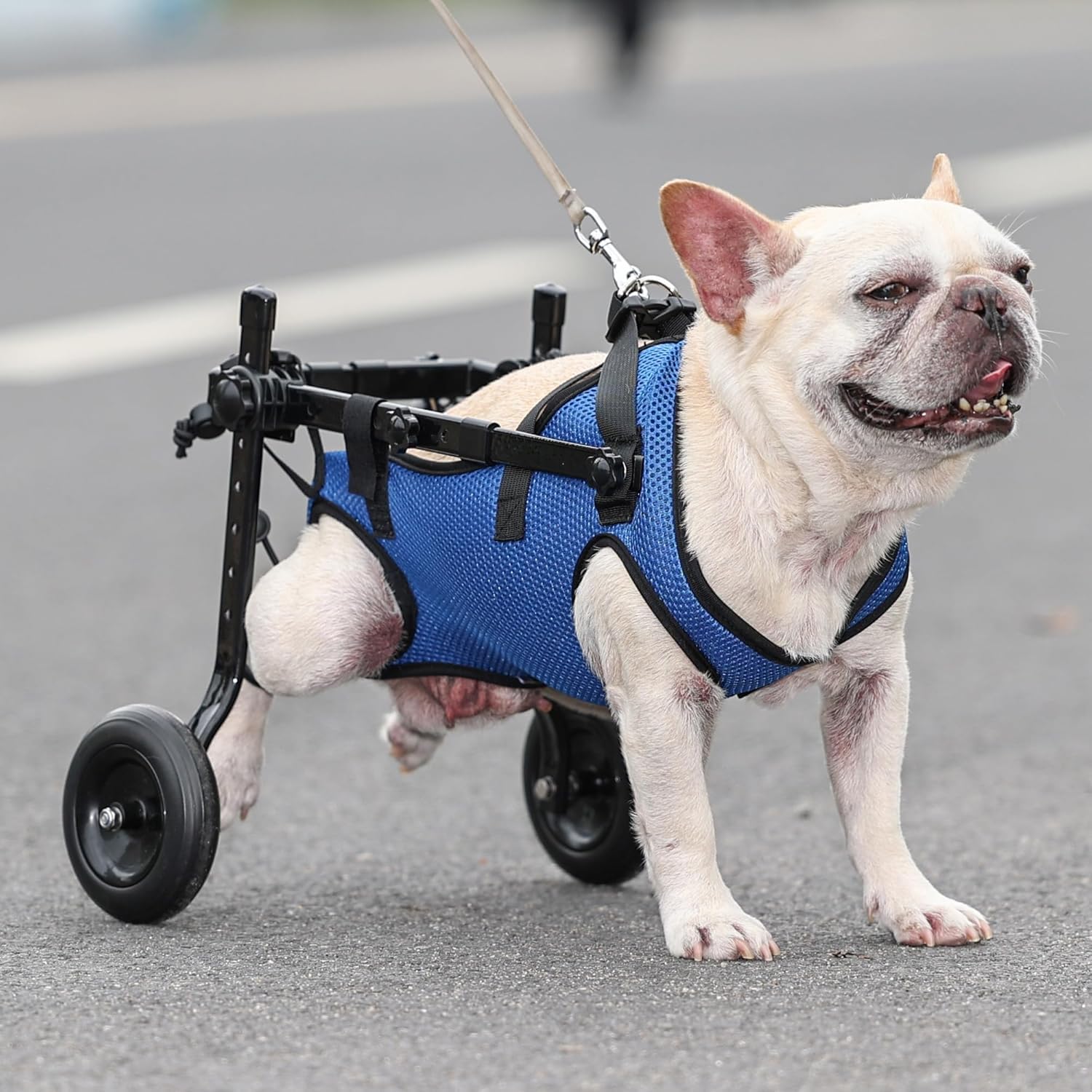 Silla de ruedas para perro pequeño movilidad en interiores para casa.