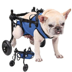 Silla de ruedas para perro pequeño mostrando soporte de cadera estable.