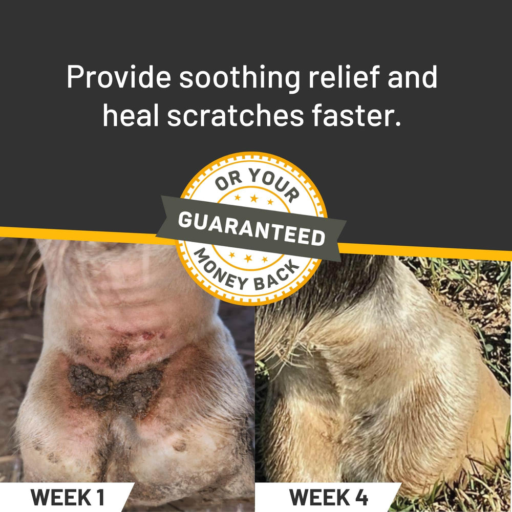 Aplicación en pata del caballo con Silver Honey para irritación