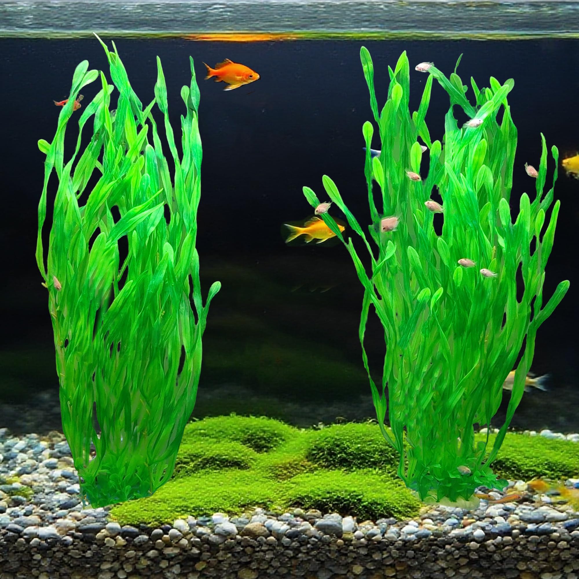 SIYIPURR plantas 66 cm – altura ideal para tanques grandes