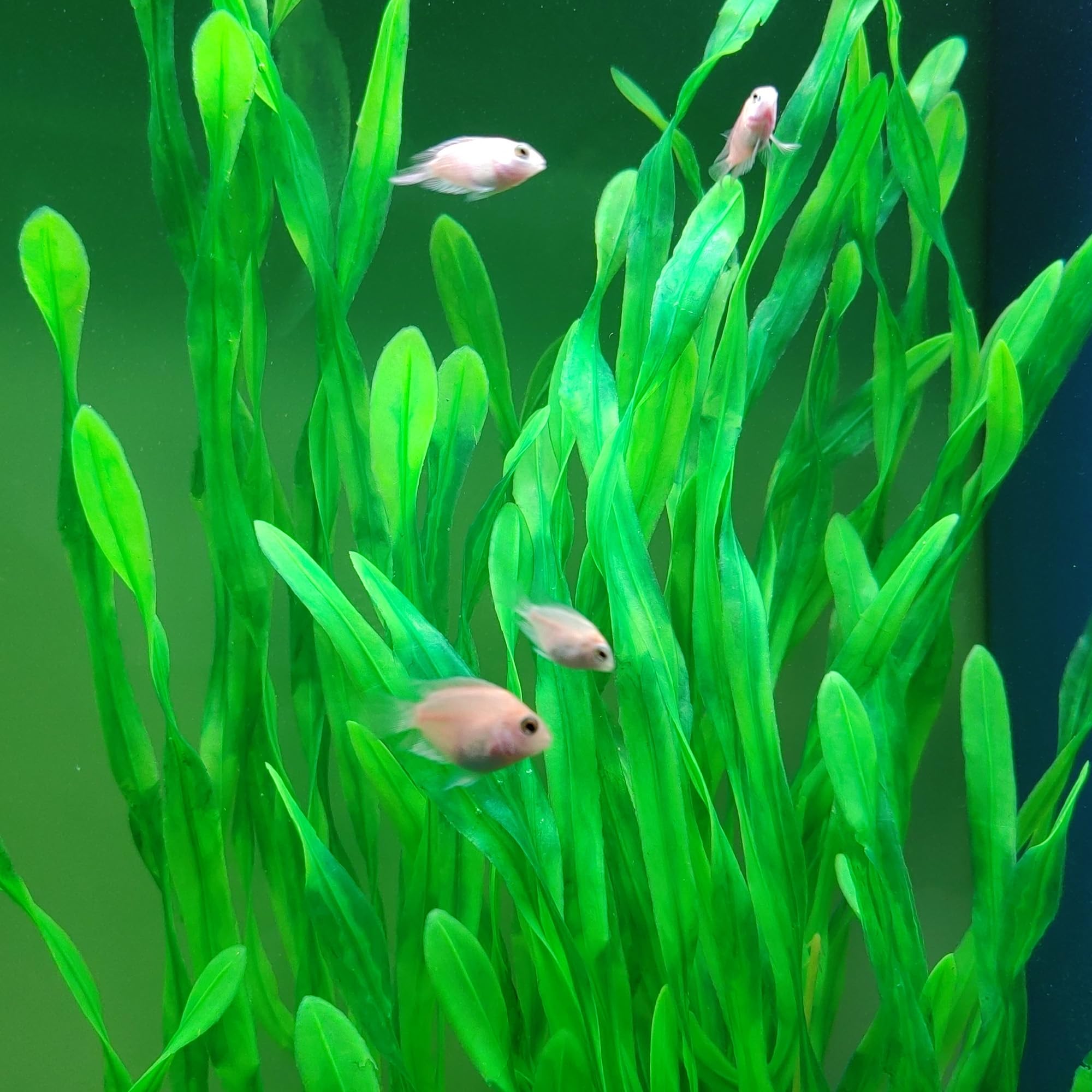SIYIPURR plantas acuario – aptas para agua dulce y salada, seguras