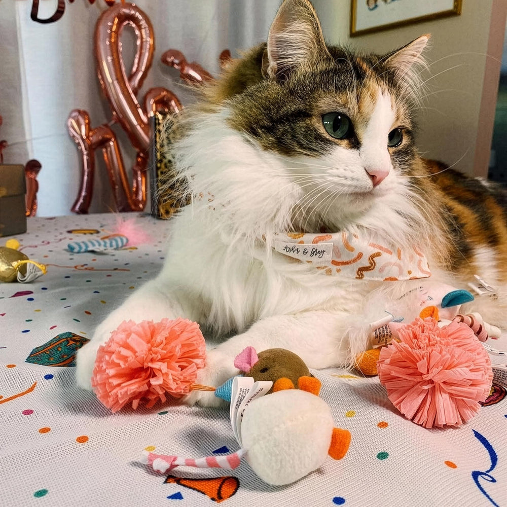 SmartyKat Birthday Bash: colección festiva para estimular el juego diario