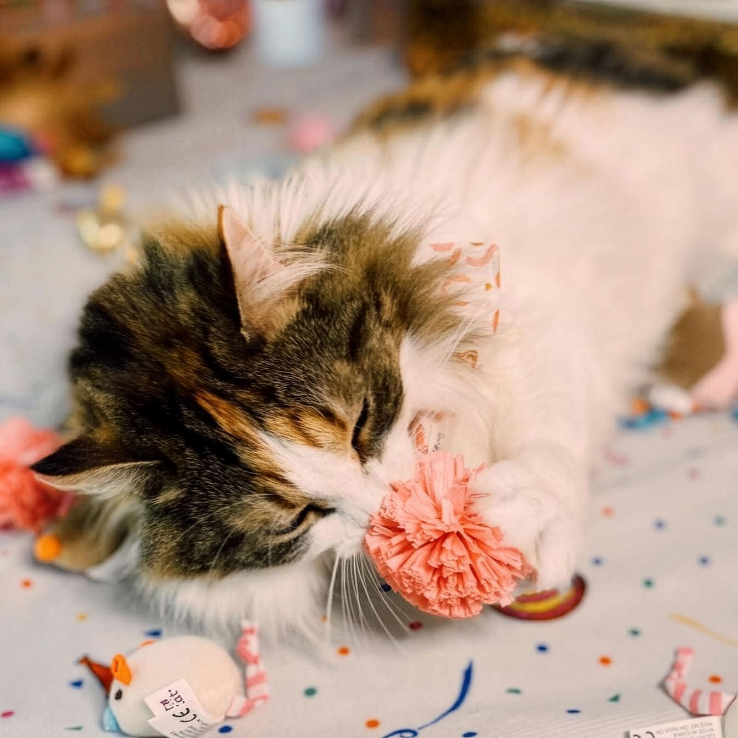 SmartyKat Birthday Bash: opción segura y sostenible para tu gato
