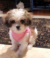 Arnés Snazzi Pet rosa, malla ventilada para perros pequeños.