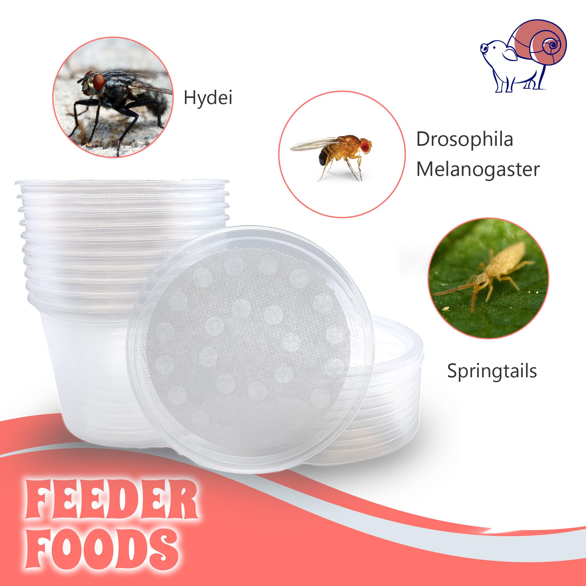 Snout and Shell: inicio de cultivo de insectos para reptiles y anfibios