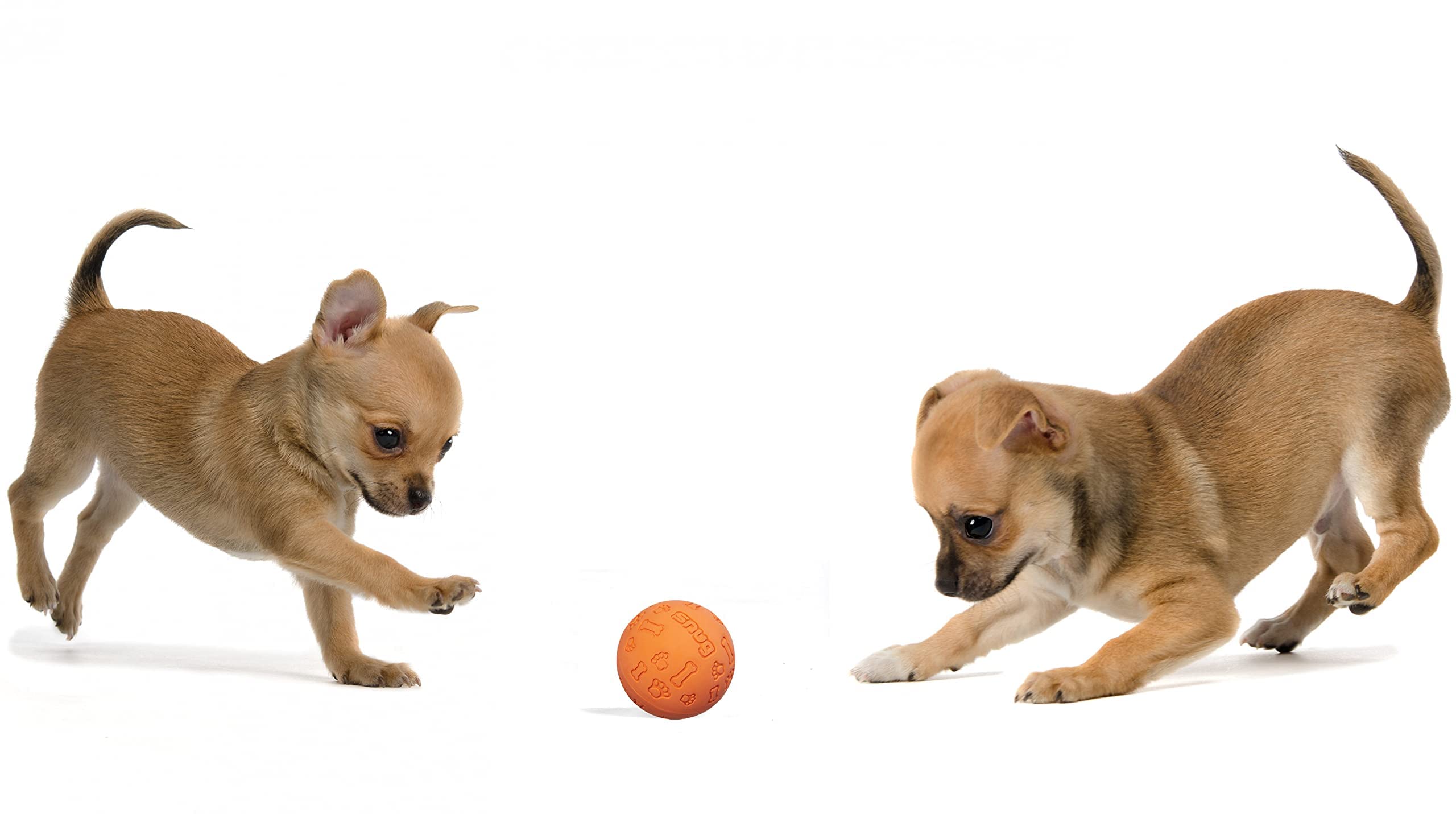 Snug 6,5 cm, ideal para perros pequeños y medianos.