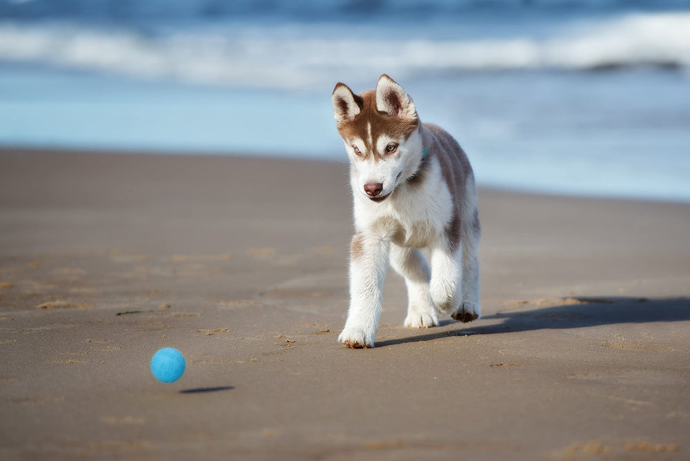 Bola Snug sin BPA, segura para perros curiosos