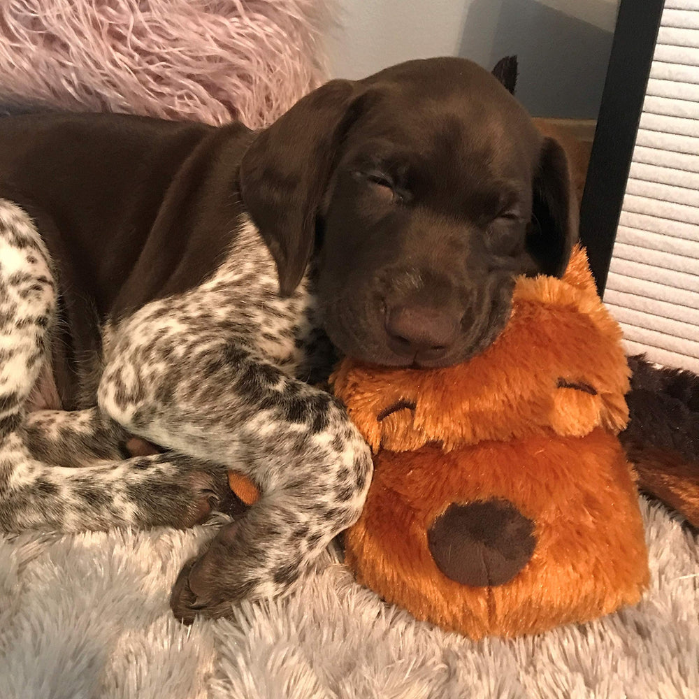 Companía cercana y reconfortante de Snuggle Puppy en casa.
