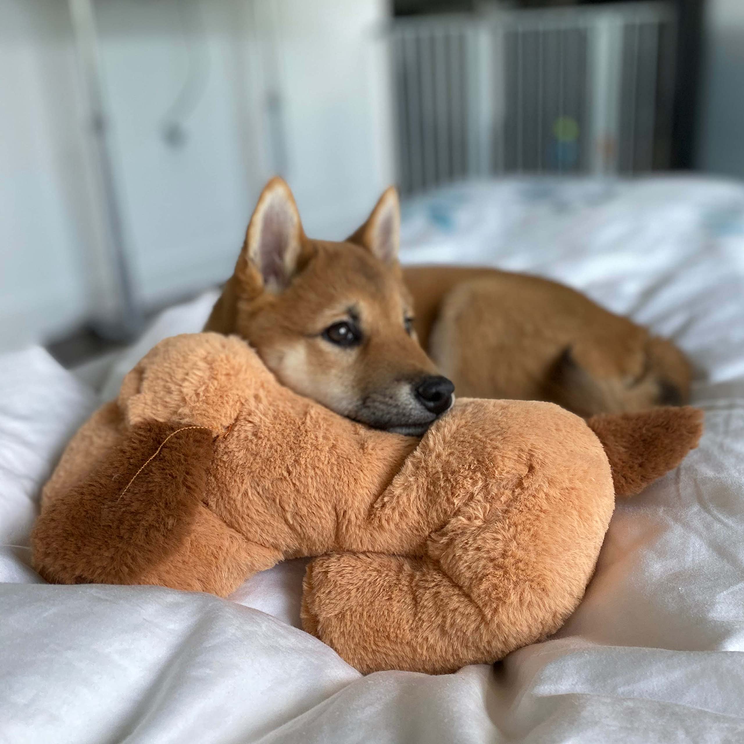 Snuggle Puppy lavado a máquina para limpieza rápida