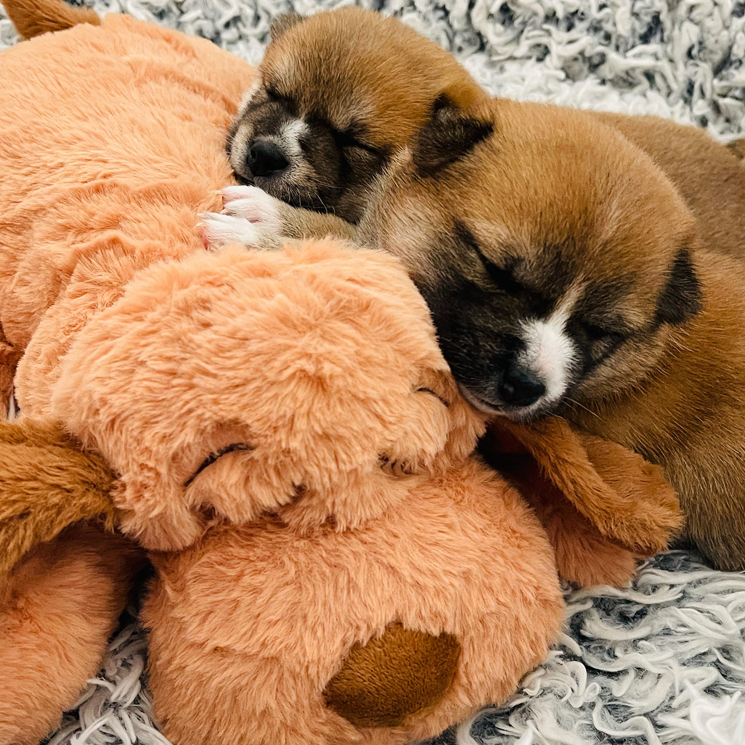 Snuggle Puppy pilas incluidas para activar el latido real