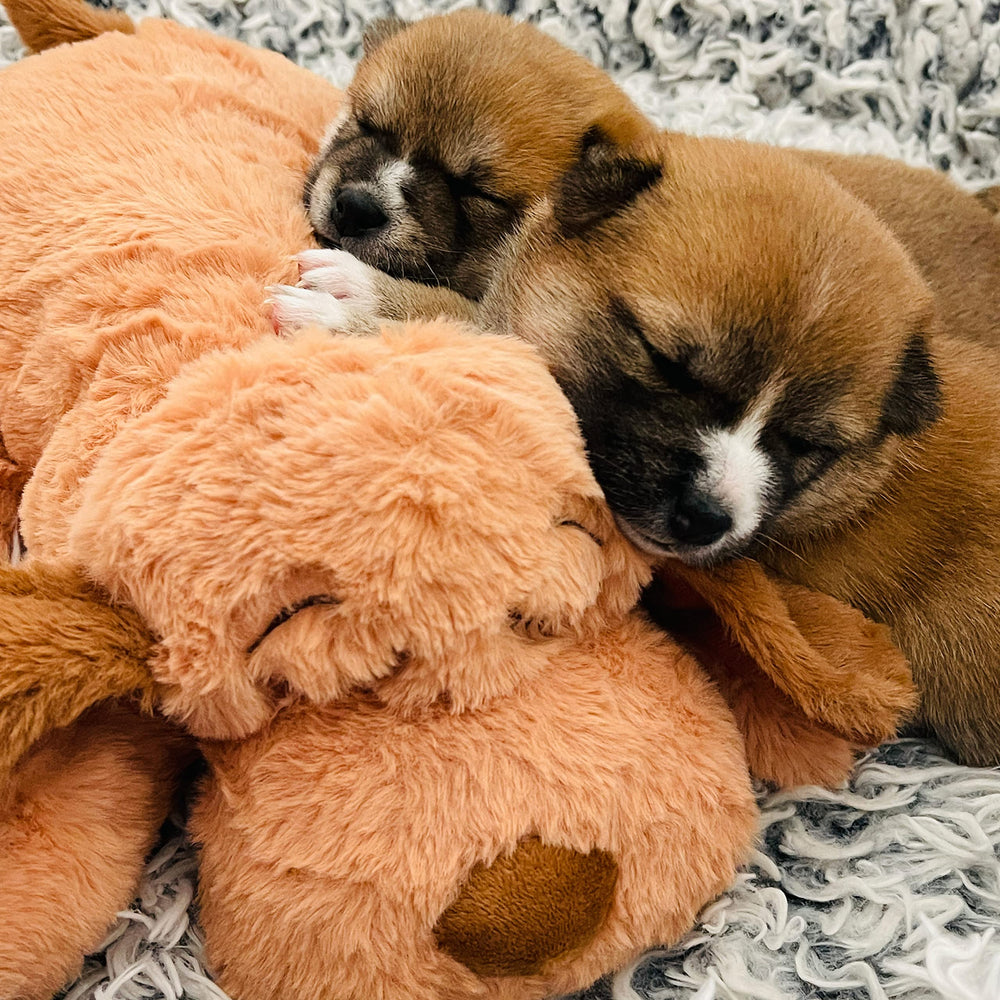 Snuggle Puppy pilas incluidas para activar el latido real