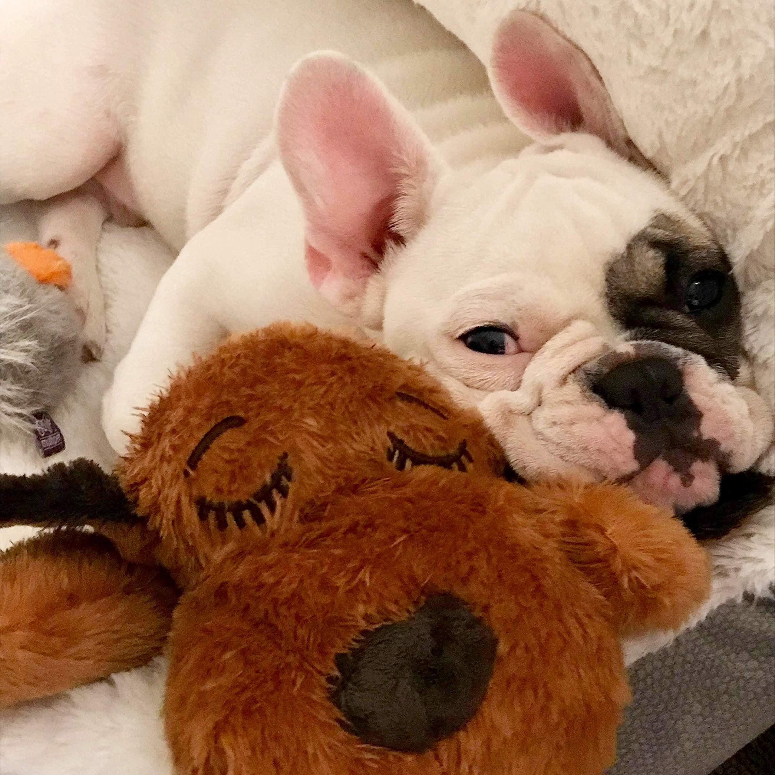 Regalo ideal de Snuggle Puppy para amantes de perros y sus amigos.