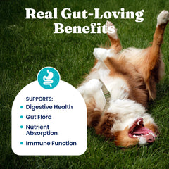 Solid Gold probióticos para perro: quinientos millones de CFU para apoyar digestión.